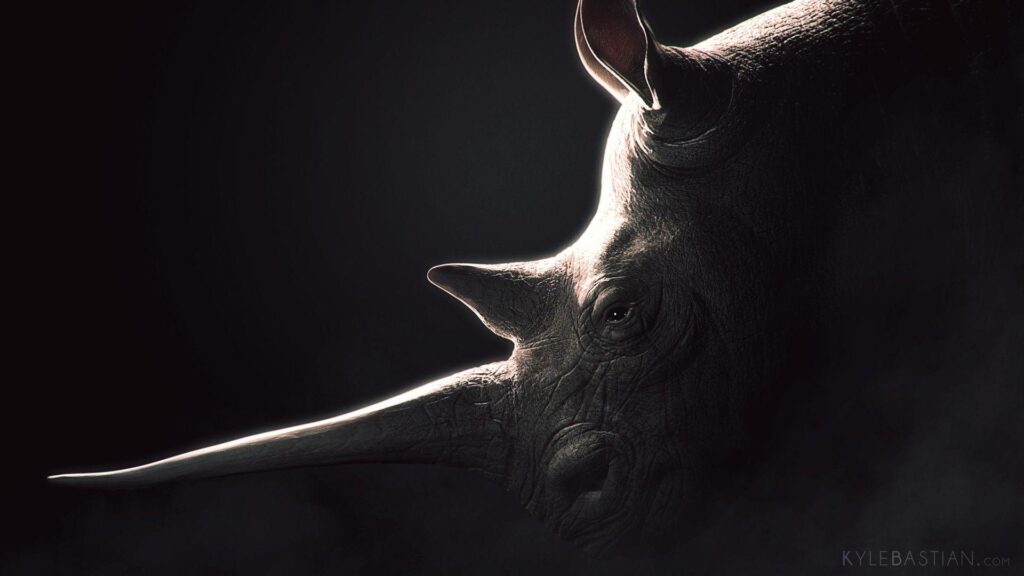 Rhinoceros, black backgrounds Wallpapers download