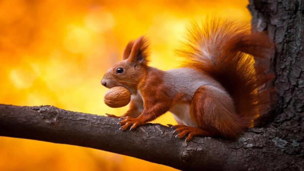 Memes For – Funny Squirrel Wallpapers