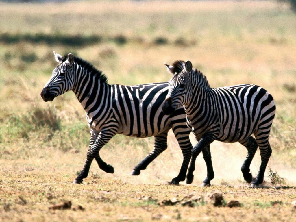 Wallpapers Zebra