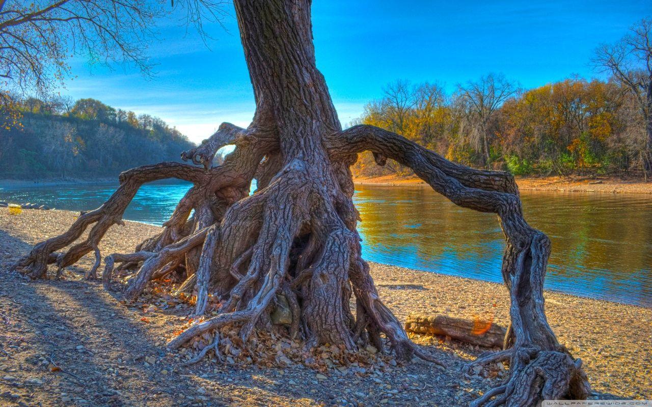 Rooted, Mississippi River at Hidden Falls Park in Saint Paul