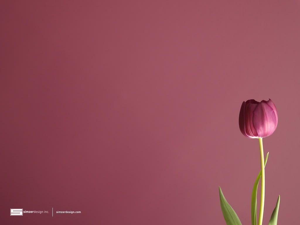 Tulip Wallpapers Tulip Desk 4K Backgrounds