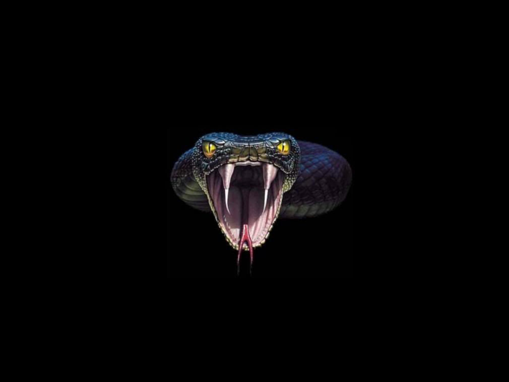 Animals For – Cobra Snake Wallpapers