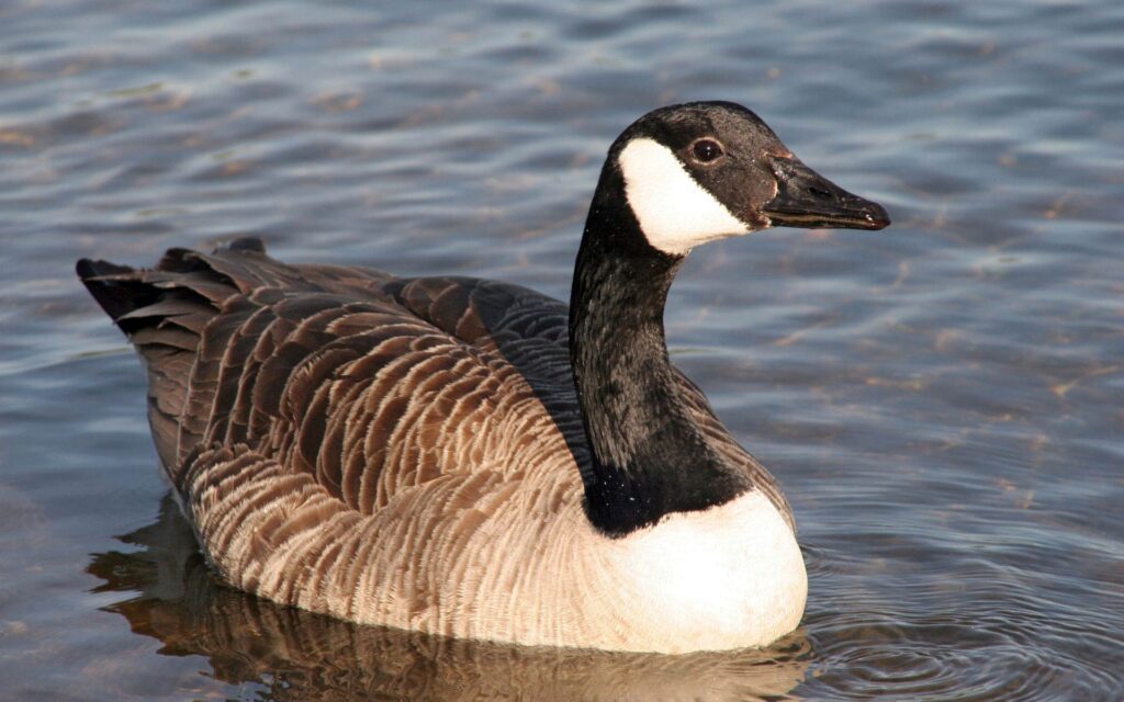 Goose pictures A