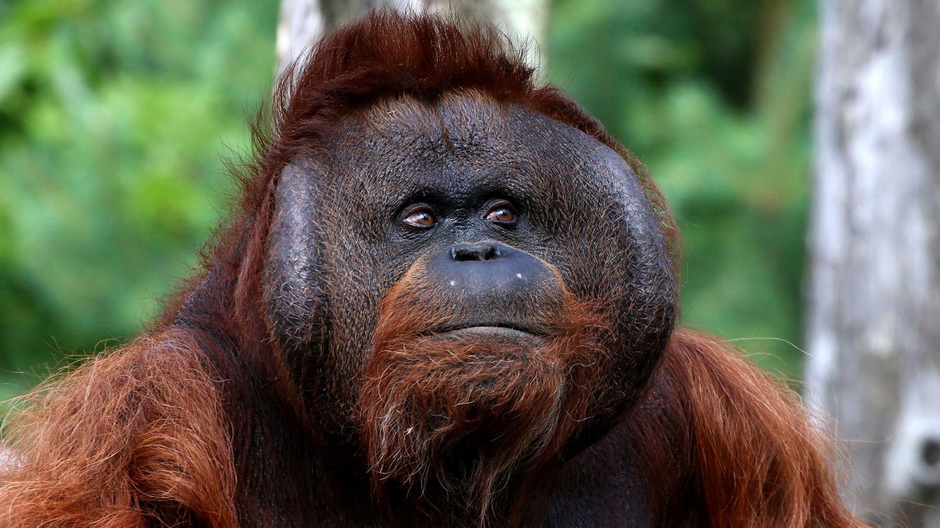 Bornean Orangutan 2K Wallpapers