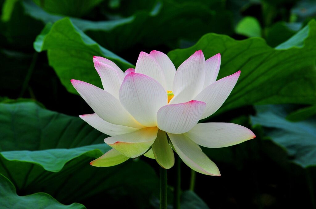 Beautiful White Lotus Flower 2K Wallpapers