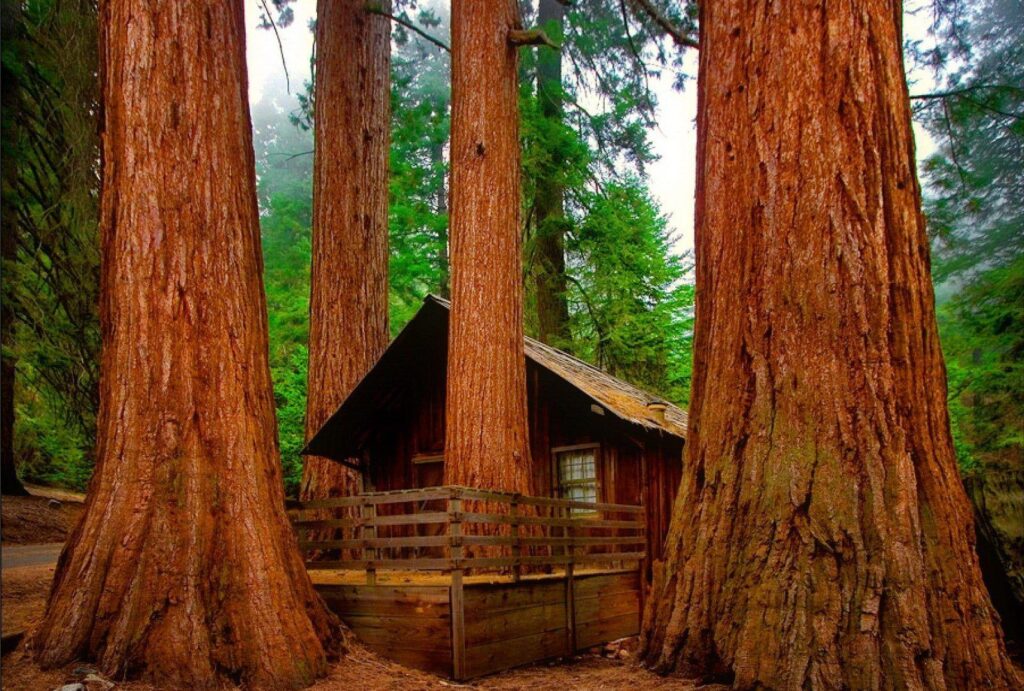 Sequoia Tag wallpapers Sequoi Nature Forest Brown Wood Tree