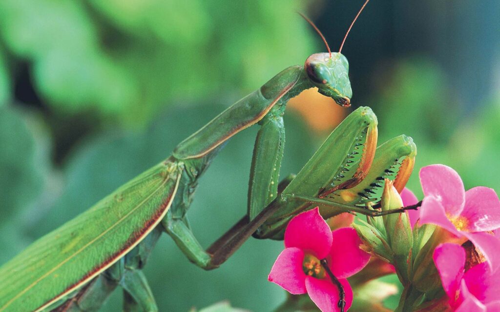 Praying Mantis Wallpapers and Backgrounds