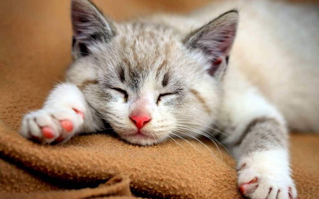 Bengal Kitten Sleeping Wallpapers Themes