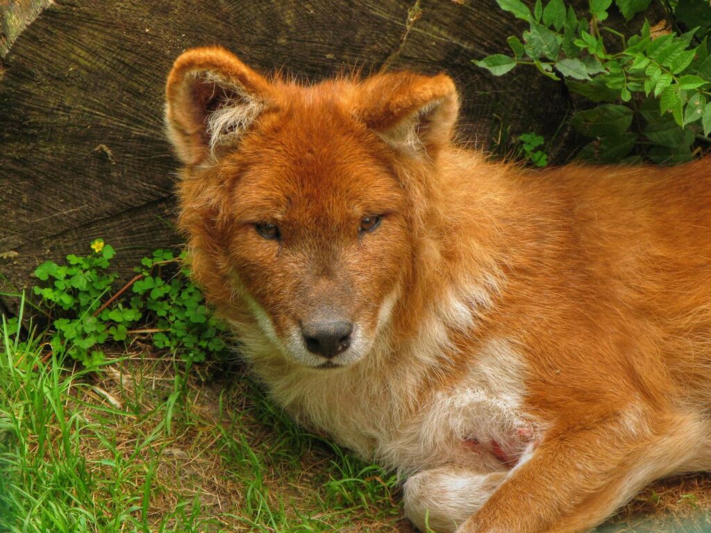 Best Dhole Wallpapers on HipWallpapers
