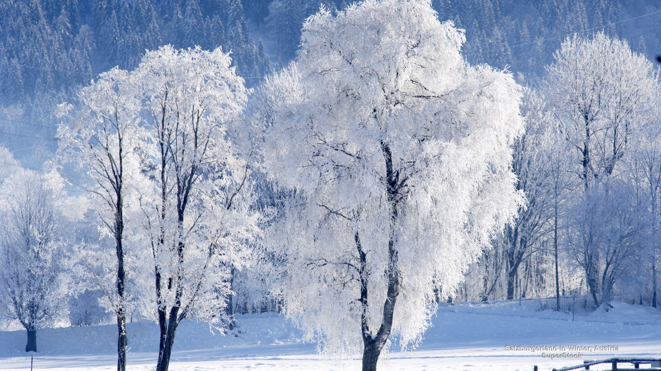 Winter Snow Forests Salzburg Nature Austria Wallpapers For Desktop