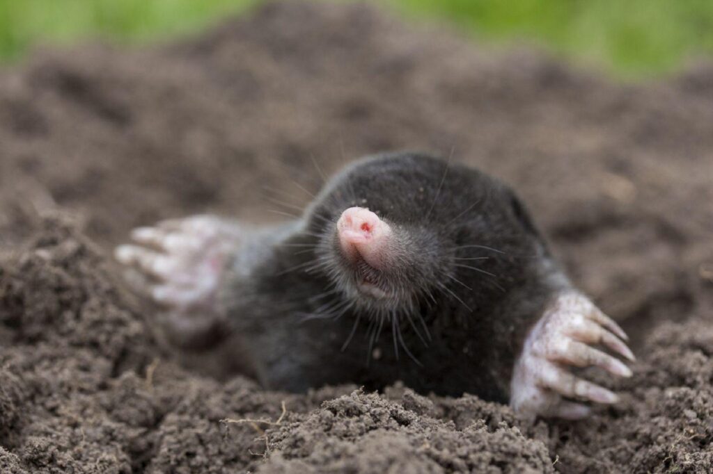 Mole Free 2K Wallpapers Wallpaper Backgrounds