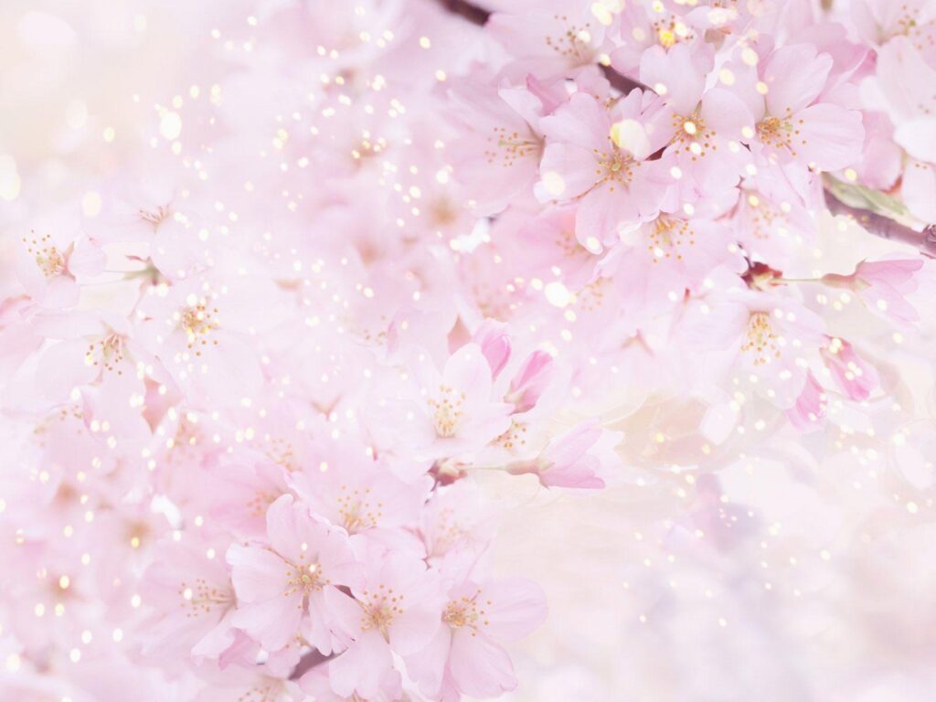Anime Cherry Blossom Wallpapers Wallpaper & Pictures