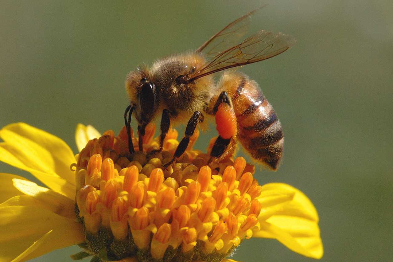 Px KB Honey Bee