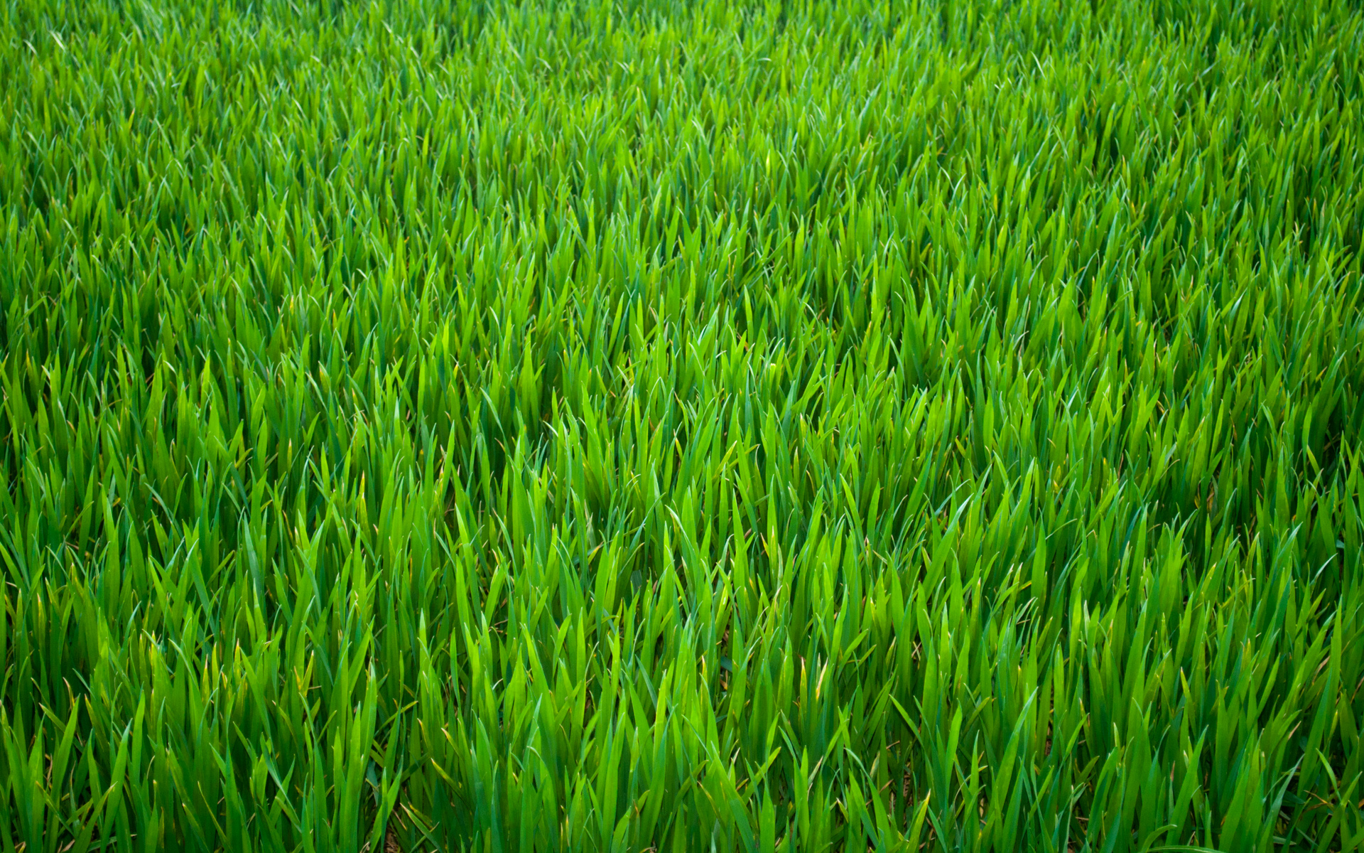 Grass Pictures, Fantastic Grass Photos
