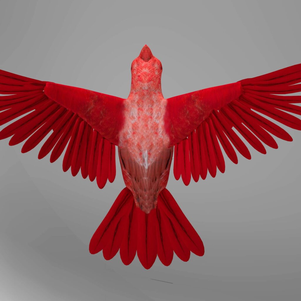 Northern Cardinal D Model