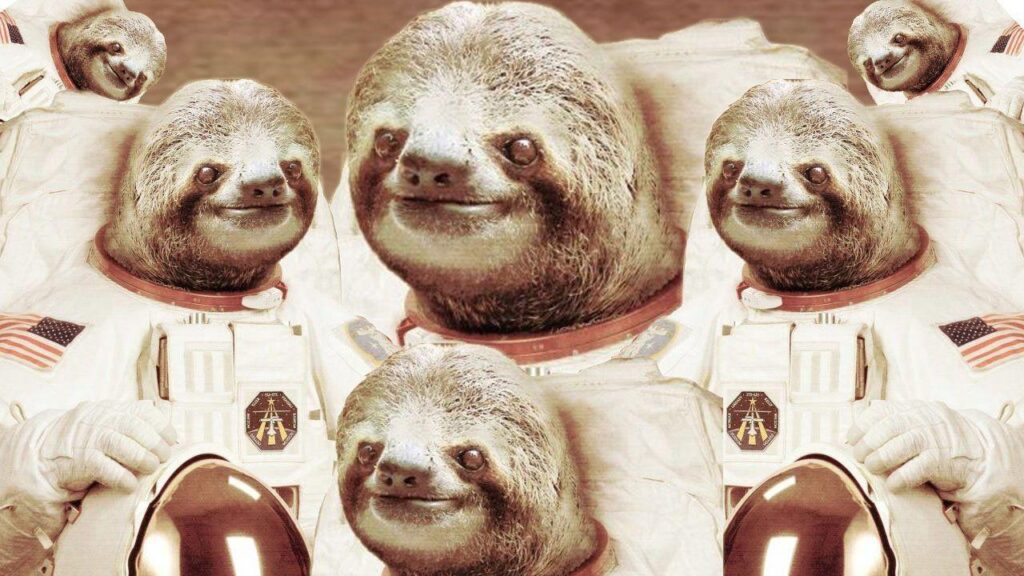 Animals For – Sloth In Space Wallpapers