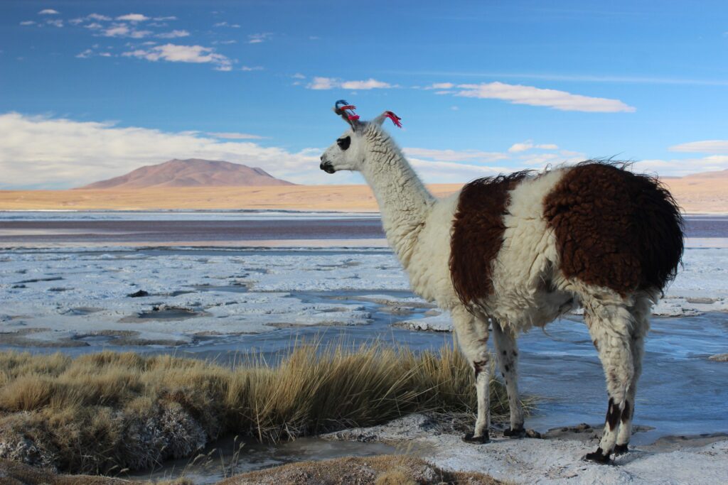Llamas Bolivia Salt Wallpapers