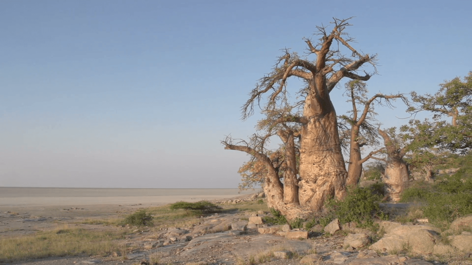 Panning shot of Makgadikgadi Pans and Baobab trees,Botswana Stock