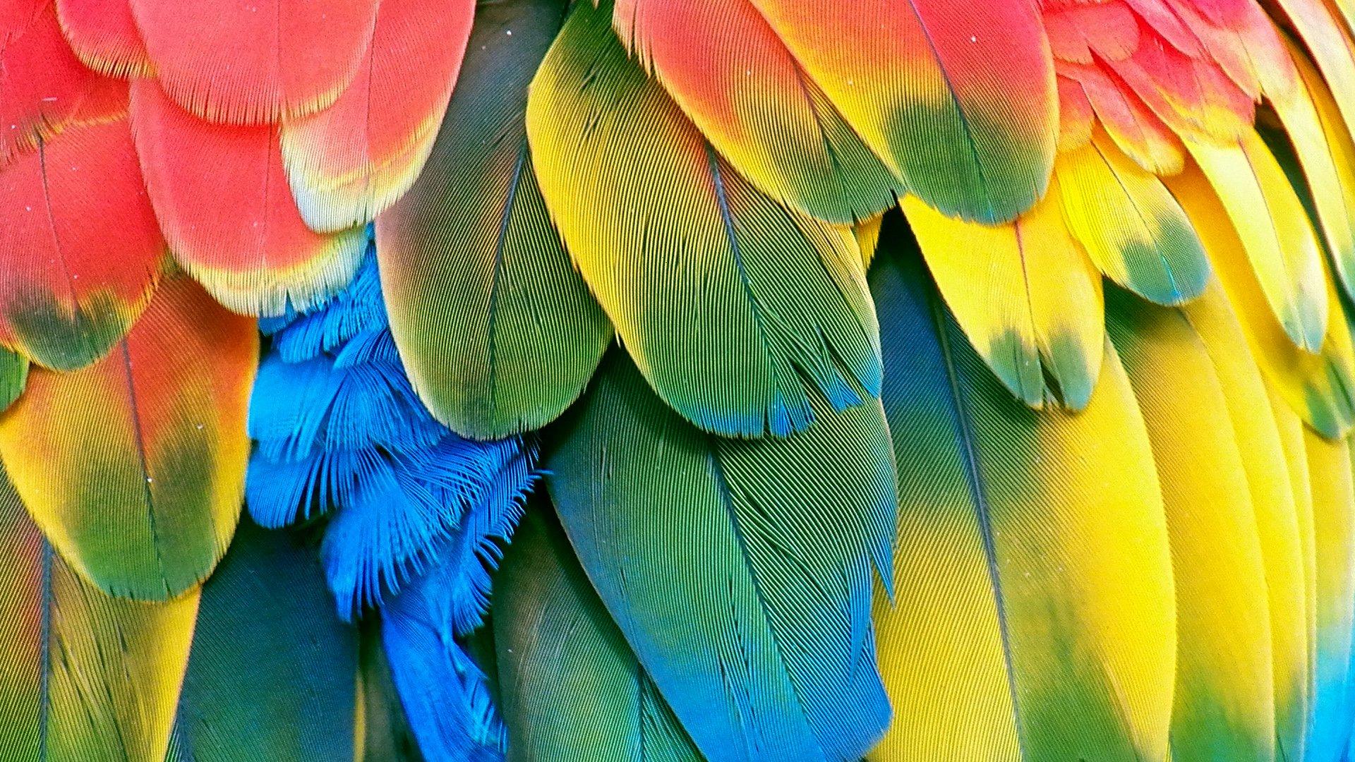 Macaw parrot bird tropical