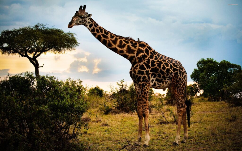 Giraffe Wallpapers