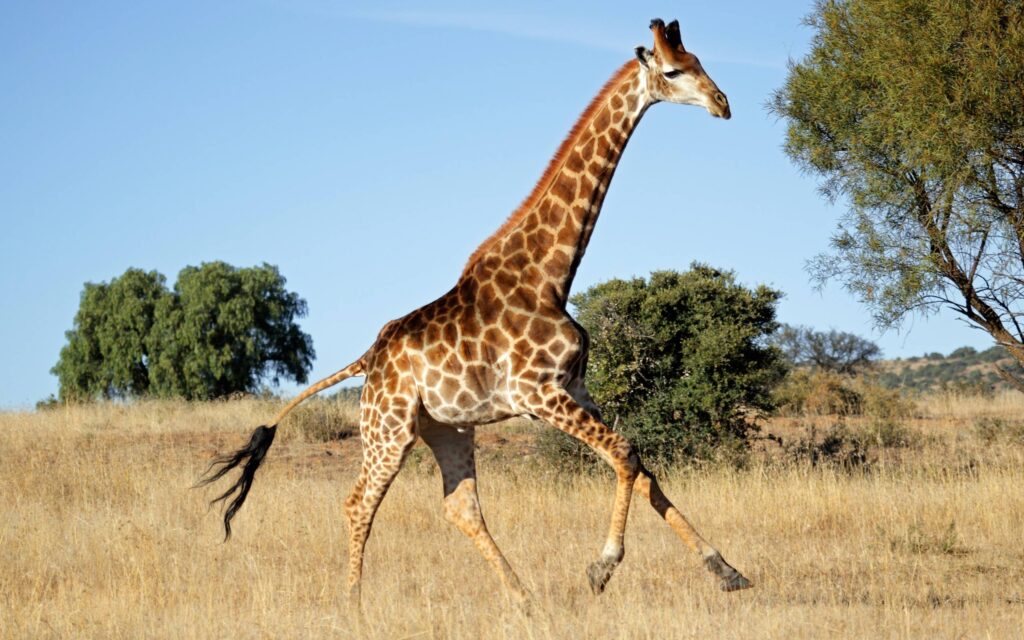 Giraffe Wallpapers