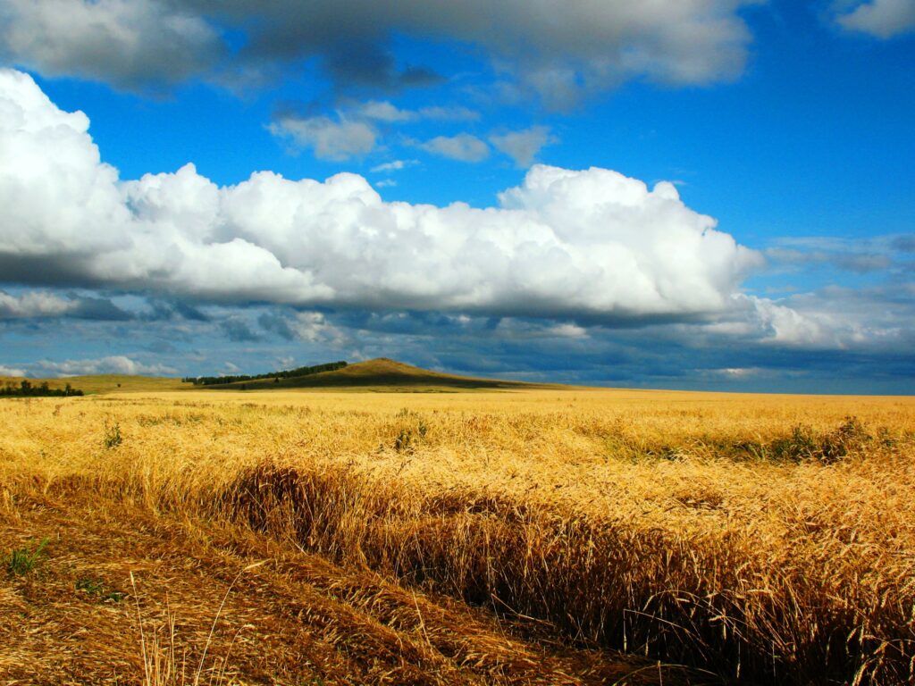 Download wallpapers field, wheat, autumn, cleaning