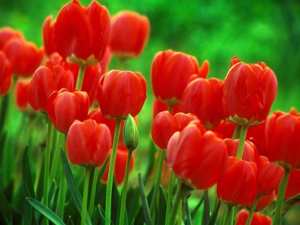 Wallpapers For – Single Red Tulip Wallpapers