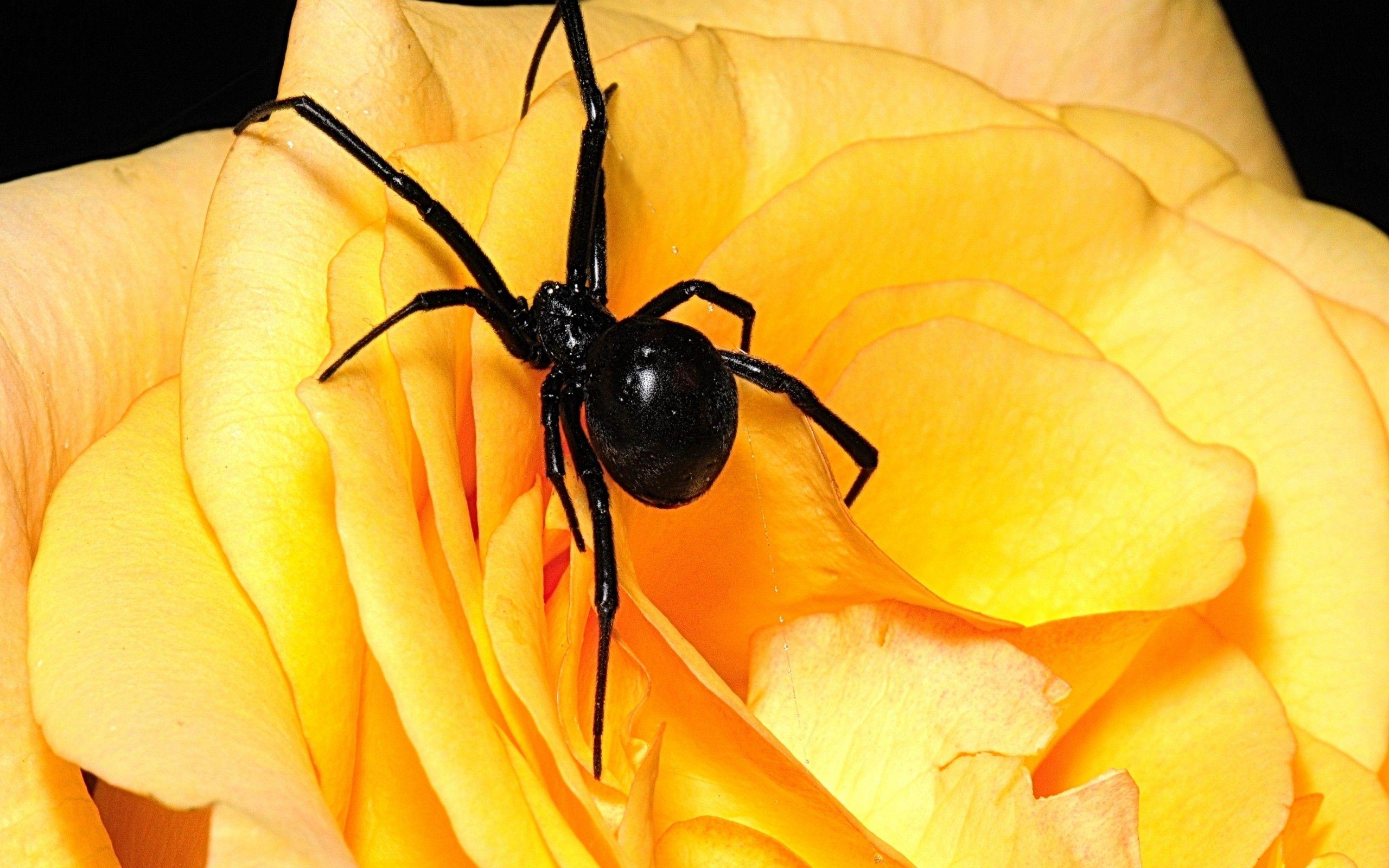 Arachnids Black Widow Flowers Spiders