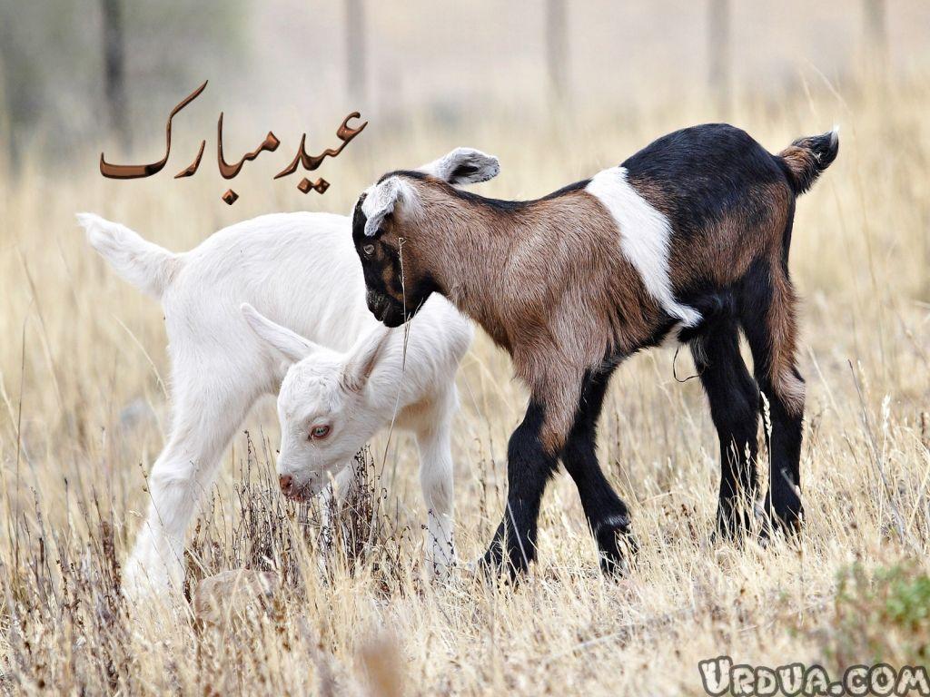 Goat wallpapers – wallpapers free download