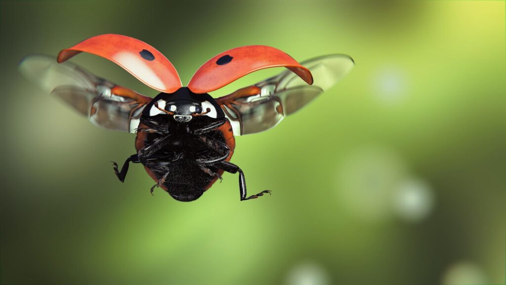 Wallpaper Ladybugs Flight Animals Closeup