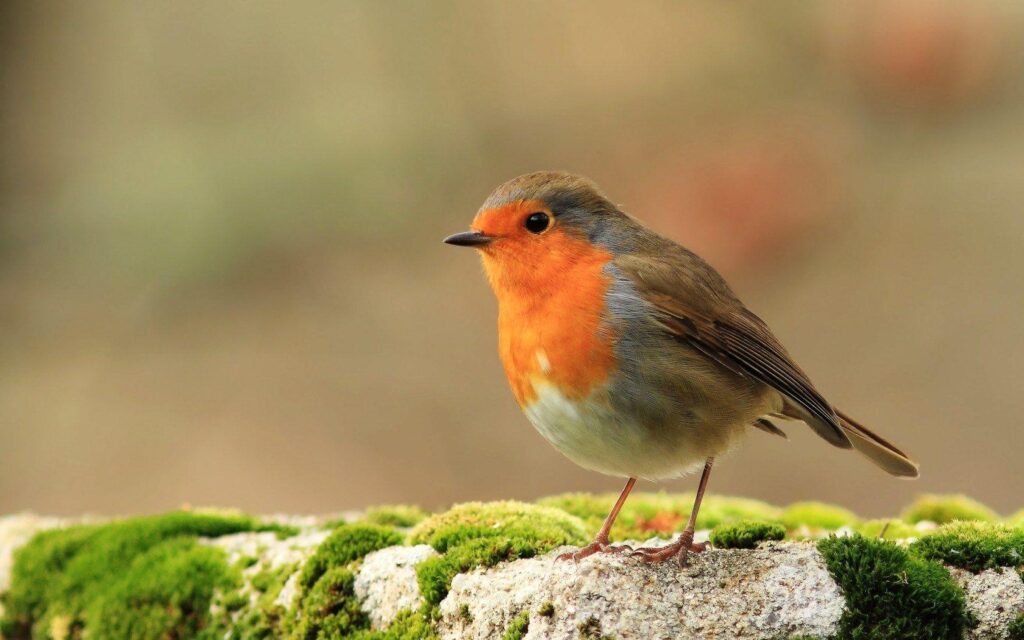 European robin