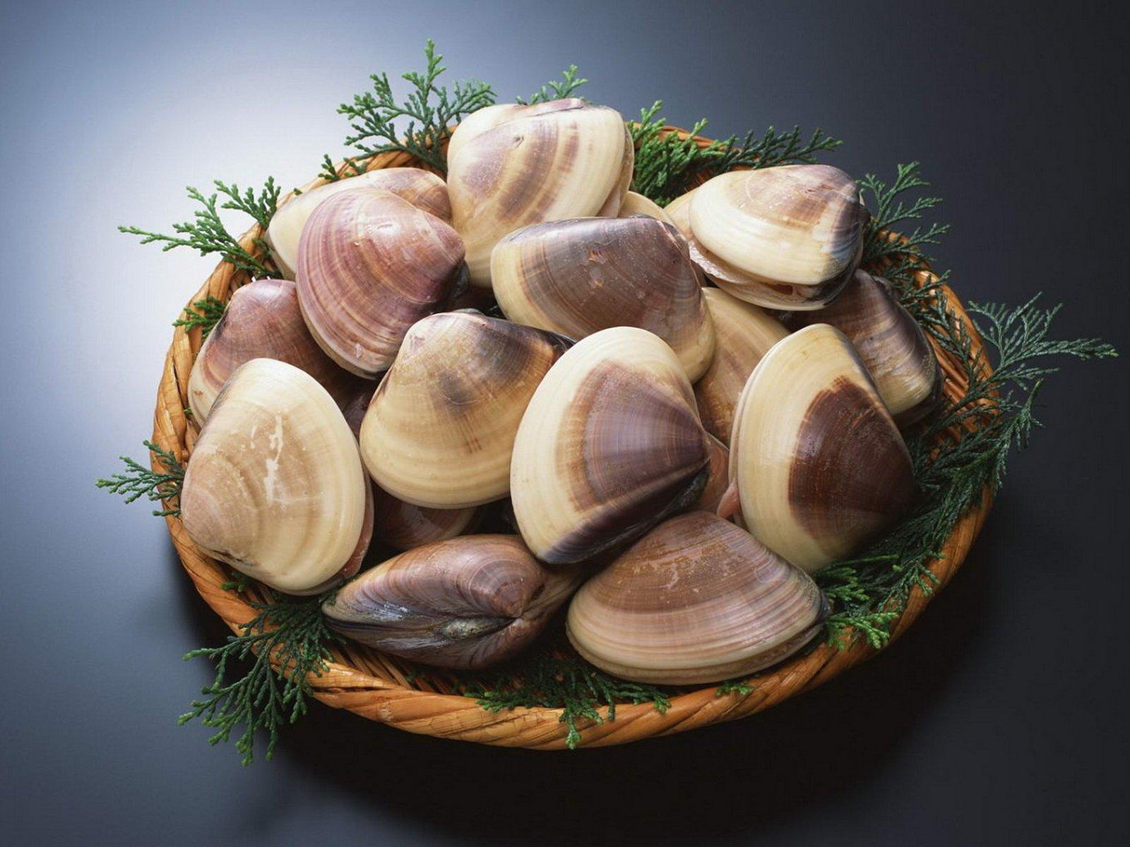 Clams Wallpapers and Backgrounds Wallpaper