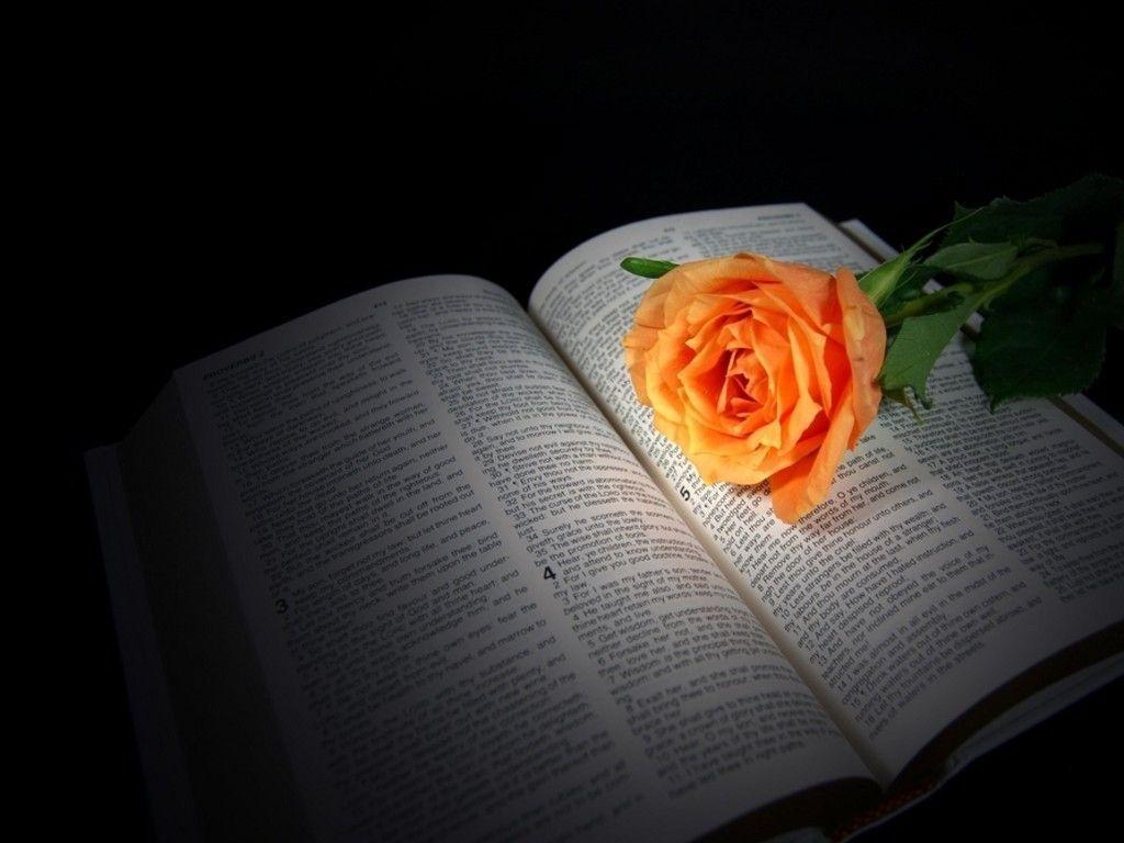 Peach rose on Bible Desk 4K and mobile wallpapers Wallippo