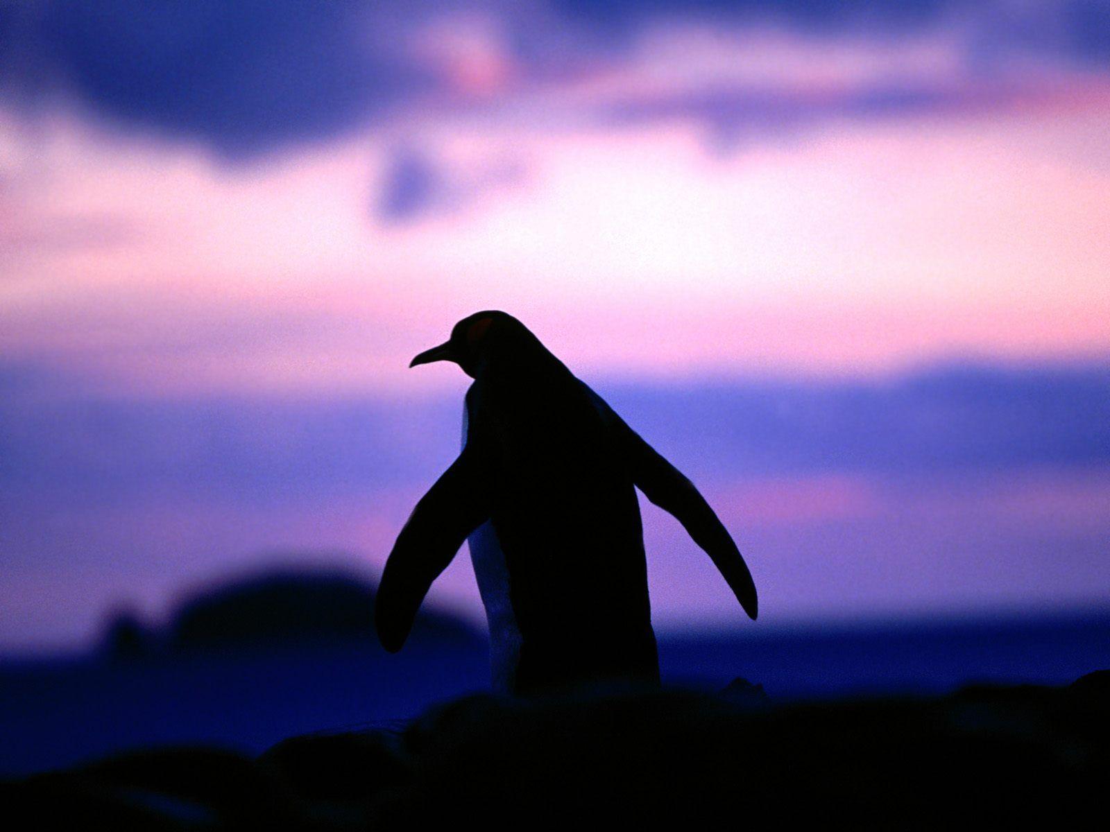 Penguin Wallpapers for Your Computer