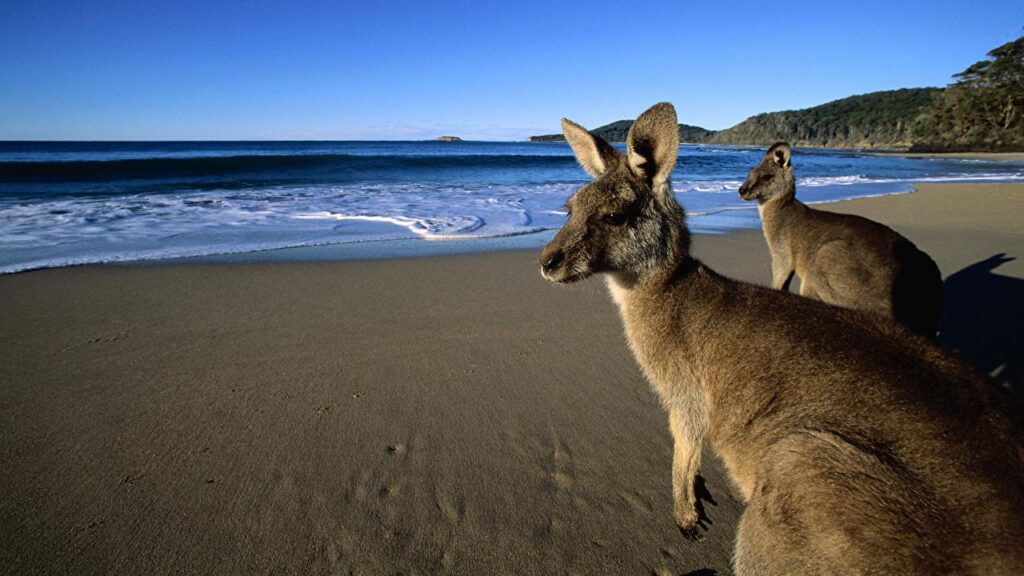 Wallpapers Kangaroo Eastern Grey Kangaroos on the Beach, Australia