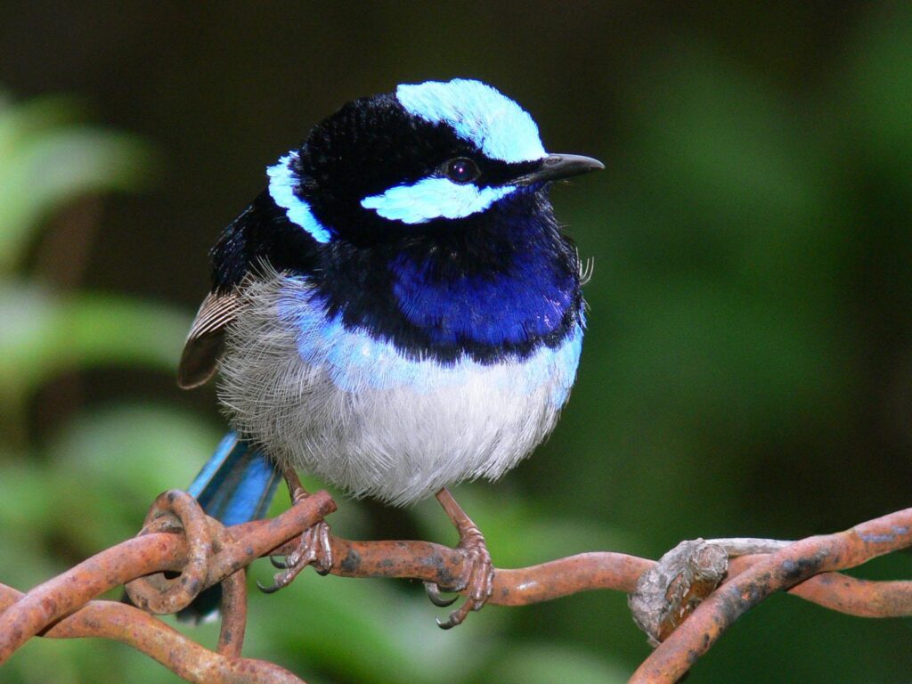 Australasian wren