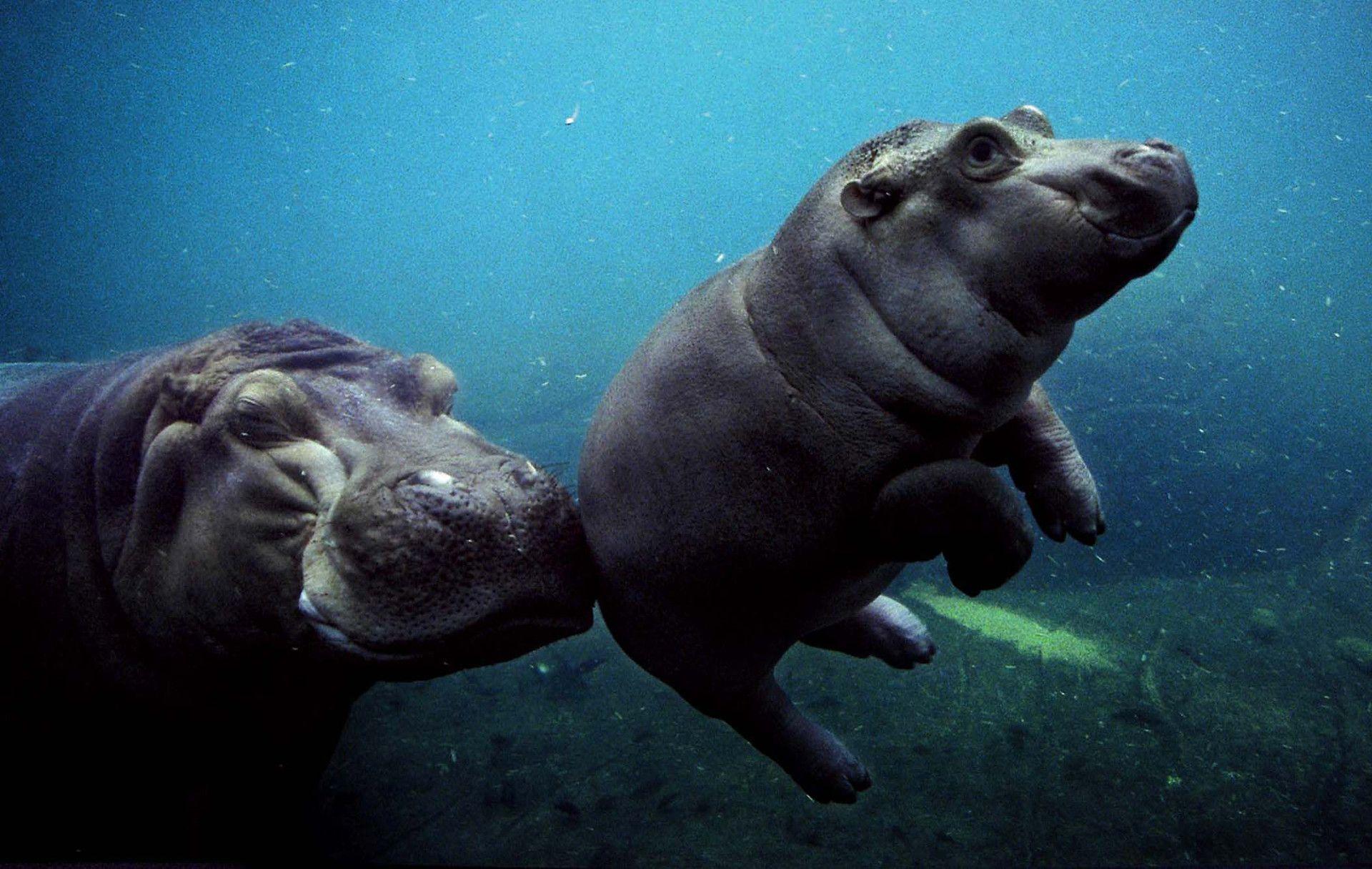 Baby Hippo Wallpapers