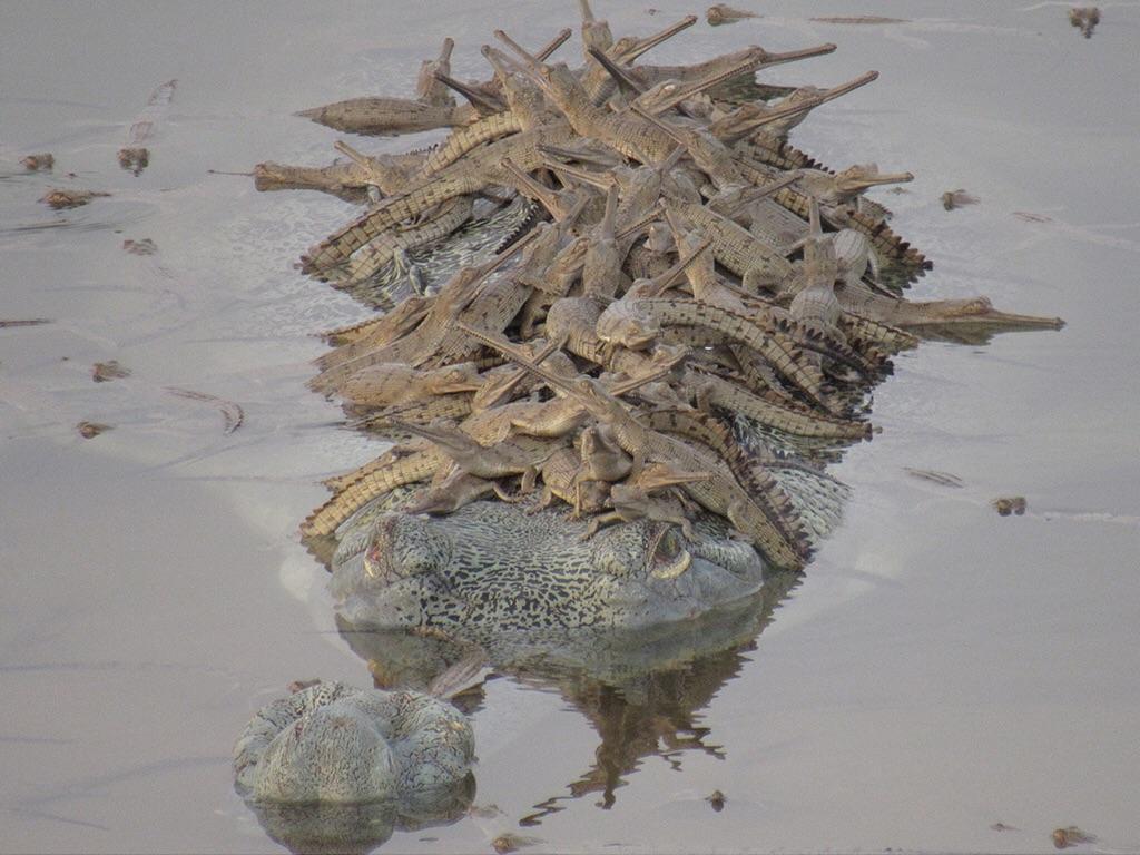 Papa Gharial croc with his hatchlings! aww