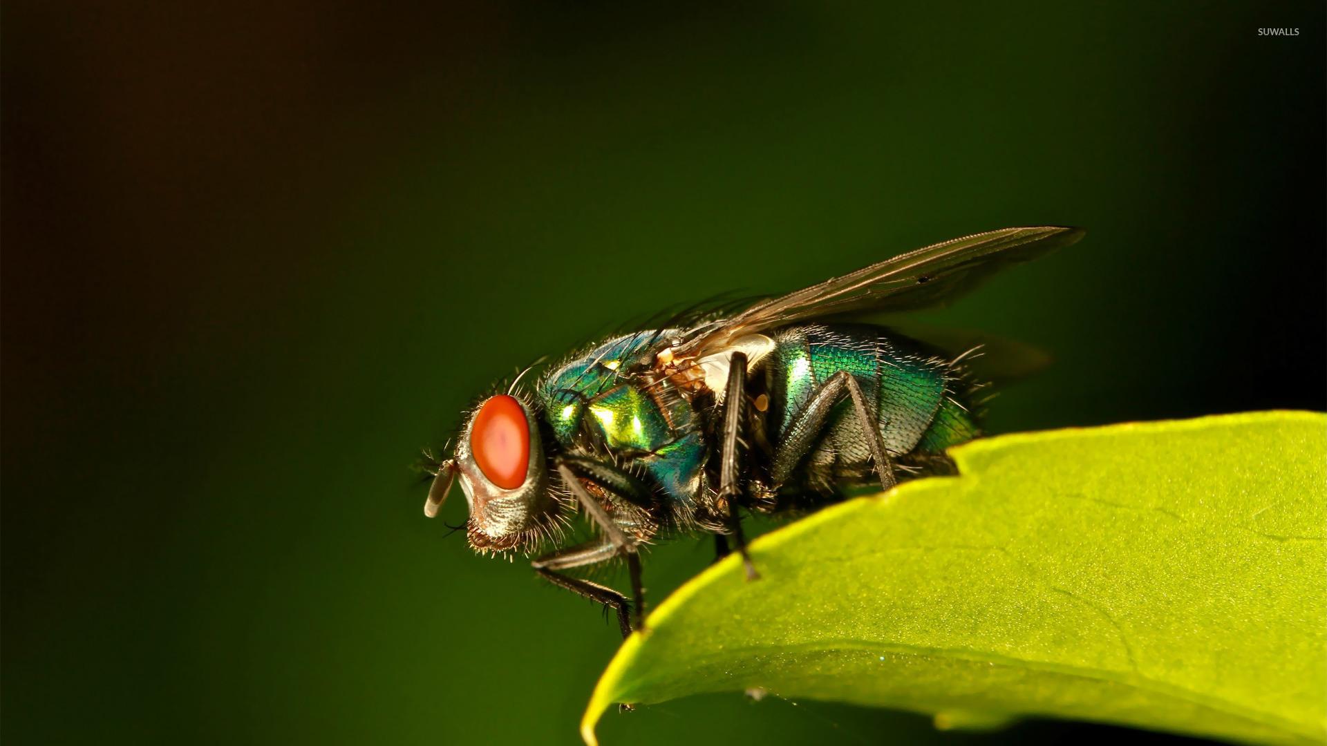 Common green bottle fly wallpapers