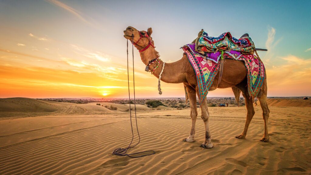 Desk 4K Wallpapers Camels Desert Sand sunrise and sunset