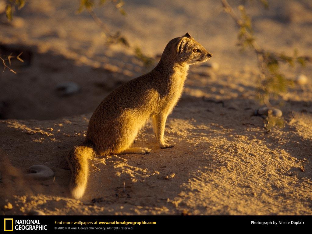 The Mongoose