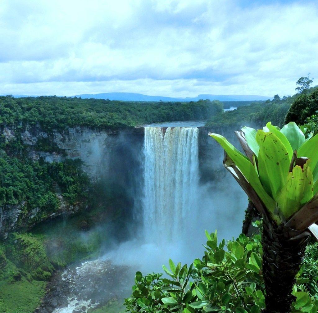 Guyana Tag wallpapers Life New Forest Guyana Wallpapers For