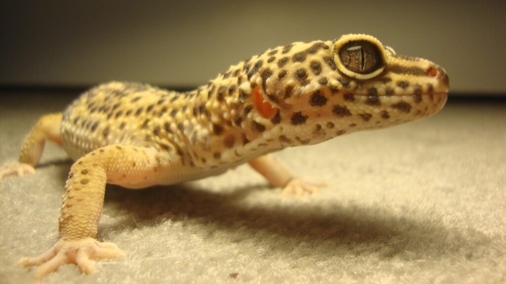 Leopard Gecko k Ultra 2K Wallpapers