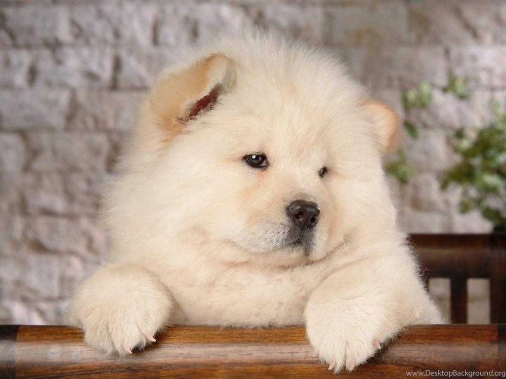 Chow Chow Android Wallpapers Desk 4K Backgrounds