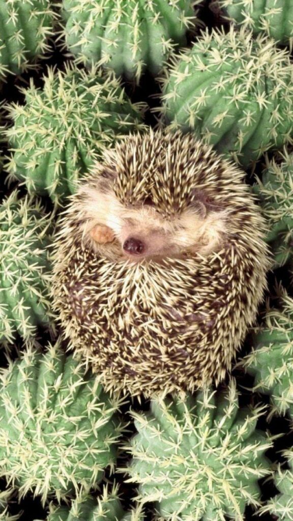 Best Hedgehogs Wallpaper