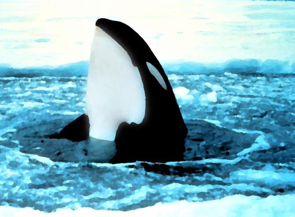 Orca popping out of ice painting wallpapers
