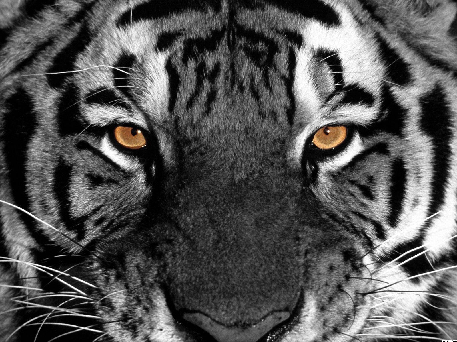 Tiger Eyes Wallpapers