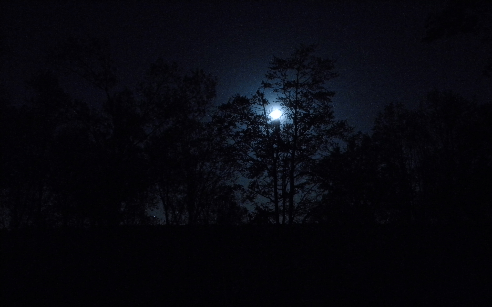 Dark Forests at Night