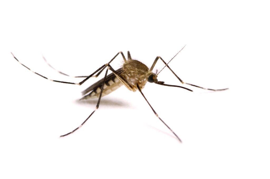 Px Best Mosquito wallpapers