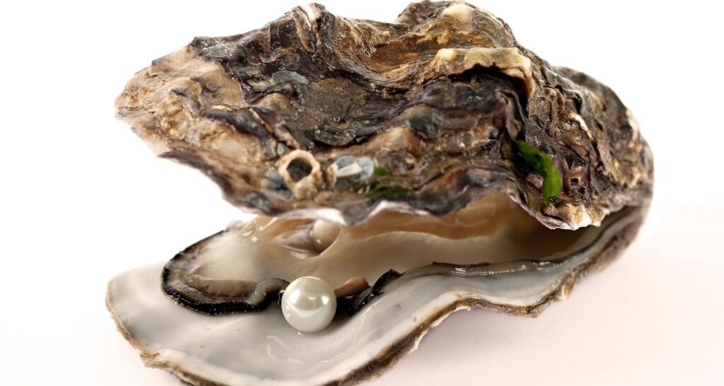 Best Oyster Wallpapers on HipWallpapers